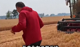 割麦子视频,汗水与收获的交响曲